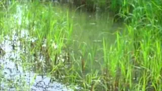 Damage occurring to the landscape in Black Oak Park from ATV and dirt bikes