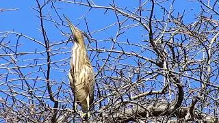 An American Bittern in a Tupelo Tree