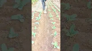 The process of farmers clearing the land and leveling it #shorts