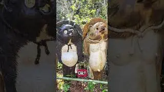 Znacie Tanuki ? #tanuki #japonia #rudawkaponii