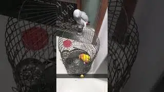 Dancing grey parrot loves to fight with the littleone 😅 #olaitsme #greyparrot  #cute #youtubeshorts