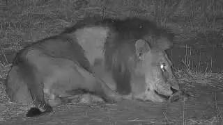 Djuma: Lion-Avoca male-Dark Mane gets drink and spooked by the Hippos - 02:40 -  08/07/19