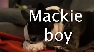 MackieBoy Boston Terrier Licks Paws