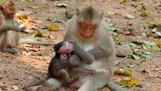 A Tiny Baby Monkey Gently Seeks Milk as Its Mother Carefully Manages the Weaning Process