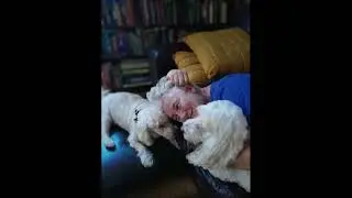 Supporting your pet during the dying process