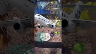 Crabitat Chores 🦀 | Hermit Crab Care (Live Highlights)