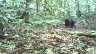 Malayan Sunbear video in Kerinci Seblat National Park, Sumatra.