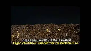 The difference between organic fertilizer and chemical fertilizer #factory #fertilizer #flowers