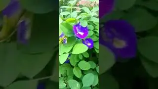 Home gardening. எங்க தோட்டத்து மலர்கள் 