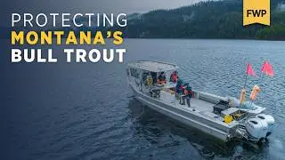Protecting Montana's Bull Trout