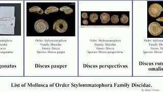 List of Mollusca of Order Stylommatophora Family Discidae. discus anguispira snail kochi pauper