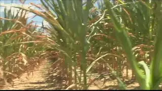 Farmers concerned about heat wave impact