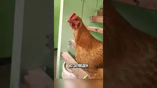Почему Курицы Несут Яйца Каждый День 😂