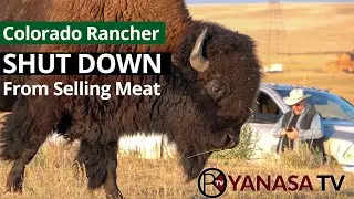 Bison Rancher | SHUT DOWN from selling meat.