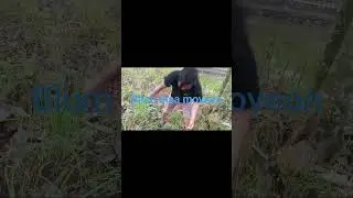 TABOLA BALE JORANKU