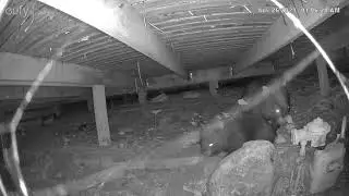 The fart of a wombat surprises her baby