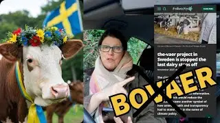 Последняя молочная ферма Швеции теряет BOVAER после гибели коров в Дании