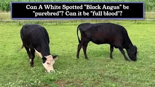 Black Angus! Purebred or full blood?