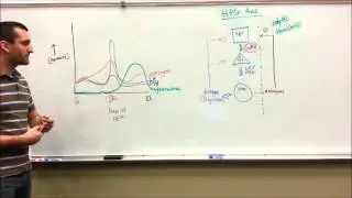 Female Reproductive Cycle Made Easy: Hormones