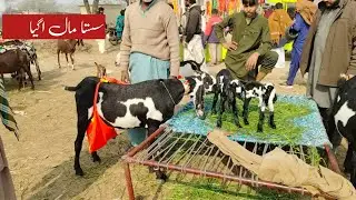 25 January 2026 mashallah bhai jaan ke saste janwar 03126531165 a plus quality Zafar Bakra TV 
