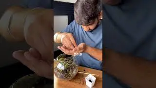 mini ecosystem