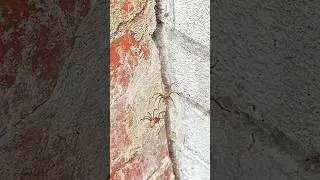 A comparison between Eratigena domestica and Eratigena duellica