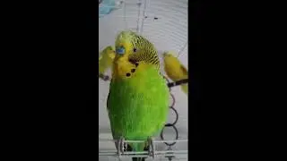 CUTE BIRD LIVE #Cute#FunnyAnimals#Kawaii#Adorable#PetLovers#AnimalLovers