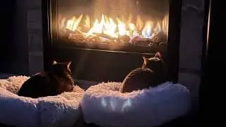 Cat Purring And Fireplace Sleep Study Relax