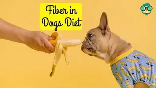 How to Add Fiber to Dogs Diet Naturally? How to Add More Fiber to Dogs Diet? Fiber in Dogs Diet