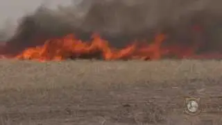 Ocean Lake Cattail Burn