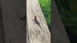 Close Encounter With Red Head Black Agama Lizard. #lizards #agama