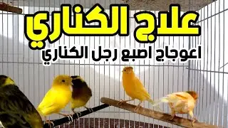 علاج ارجل الكناري - علاج اعوجاج اصبع الكناري و جميع الطيور