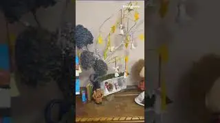 A Beautiful Christmas Tree