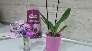 spasavanje orhideje sa 50% korijena 1.dio #orchid #orchidcare
