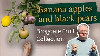 A taste tour through fruit history at Brogdale Collections