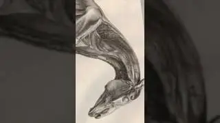Were Aliens Skinning Cows In The 1970&rsquo;s?
