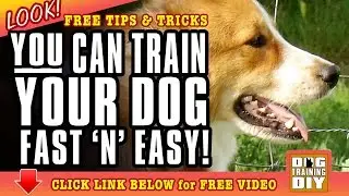 Dog Training Los Angeles | FREE Dog Training Tips & Tricks | Dog Obedience Training Los Angeles, CA