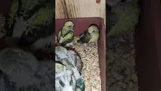 Black wing budgies birds