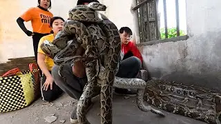 Terrifying Discovery! Forest Explorers Encounter a Giant Python Nest in an Abandoned House