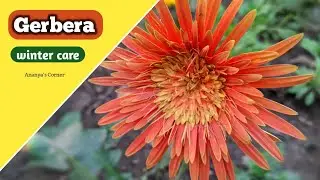 🌿Gerbera plant care for winter | Gerbera care