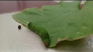 Small green caterpillar inside the leaves| Green caterpillar Doing Potty|#caterpiller