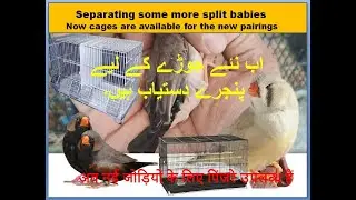 Zebra Finch Mutation Babies BCBB Cages required for pairing | Finches | birds breeding | birds