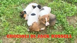 cuccioli di jack russell di due mesi - cuccioli di cane