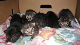Kami & Her 2 Week Old Kittens