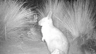 Vizcacha de la sierra (Lagidium viscacia) , en  la Puna Argentina.