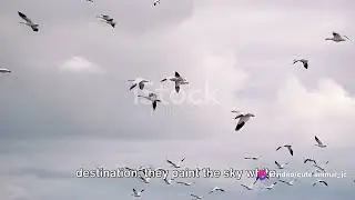 Snow Geese Spectacle: Migration Over the Prairies