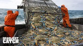 How Fishermen Catch 5,000 Monster Blue Crabs in a Dangerous 72-Hour Hunt | Fishing Documentary