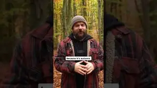 Макрофотография грибов в лесу 🍂📷