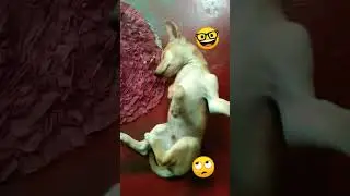 #joy #funny #joyfulpets #funnypets #catvideos $#petjoy #animals #petvideos #petvideos