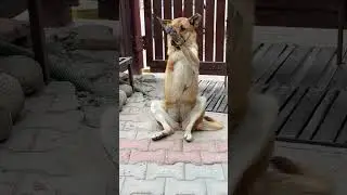 Save Dog 🐕
